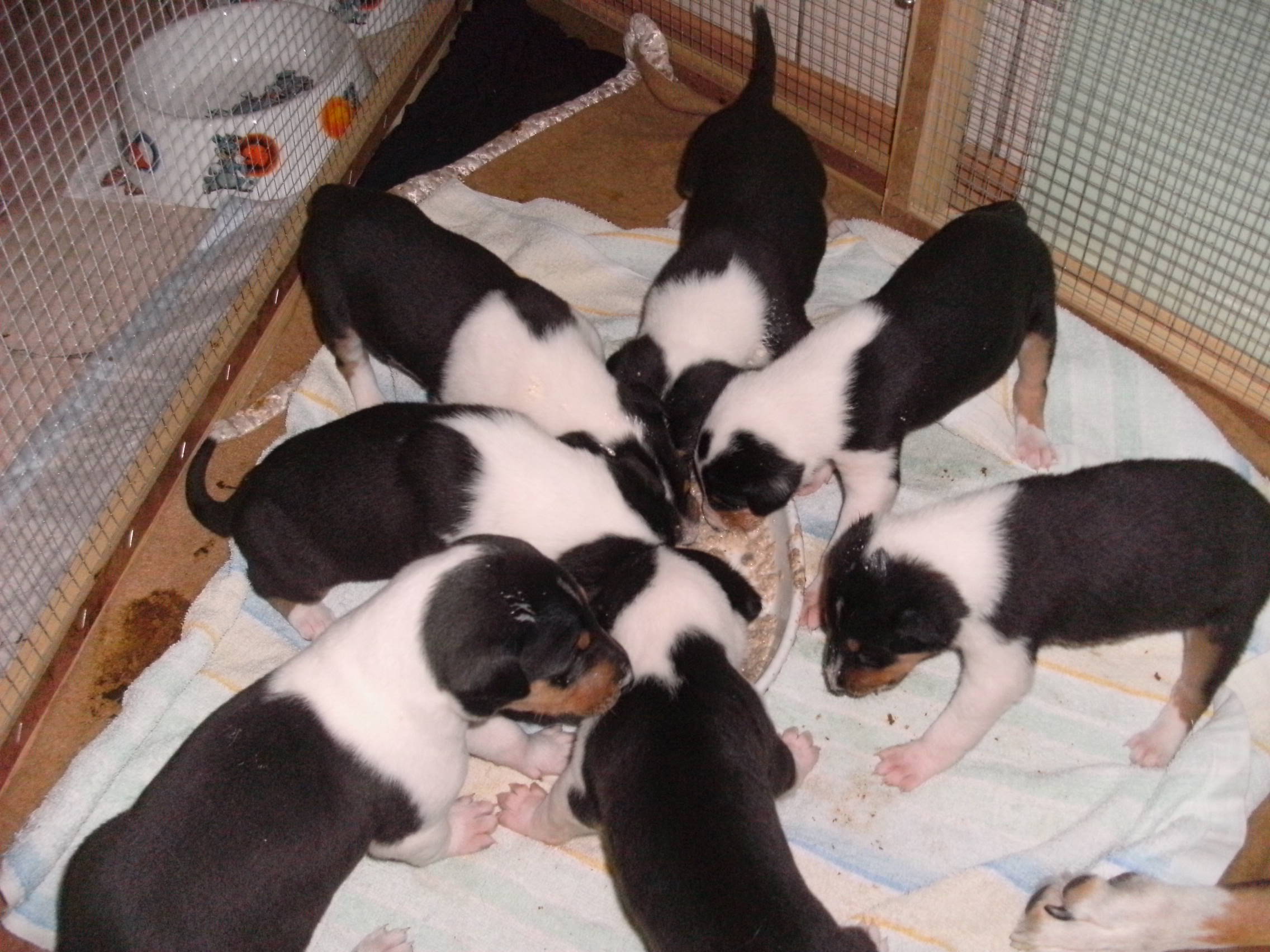 KHC Welpen , Collie , Kurzhaar,colliewelpe, Zucht 