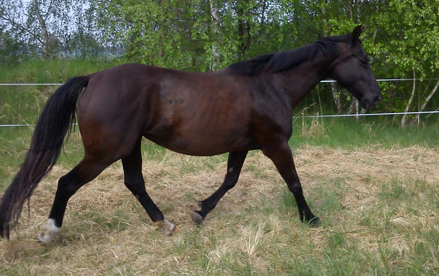 2013,  polnisches Warmblut "Jasnie Pani"