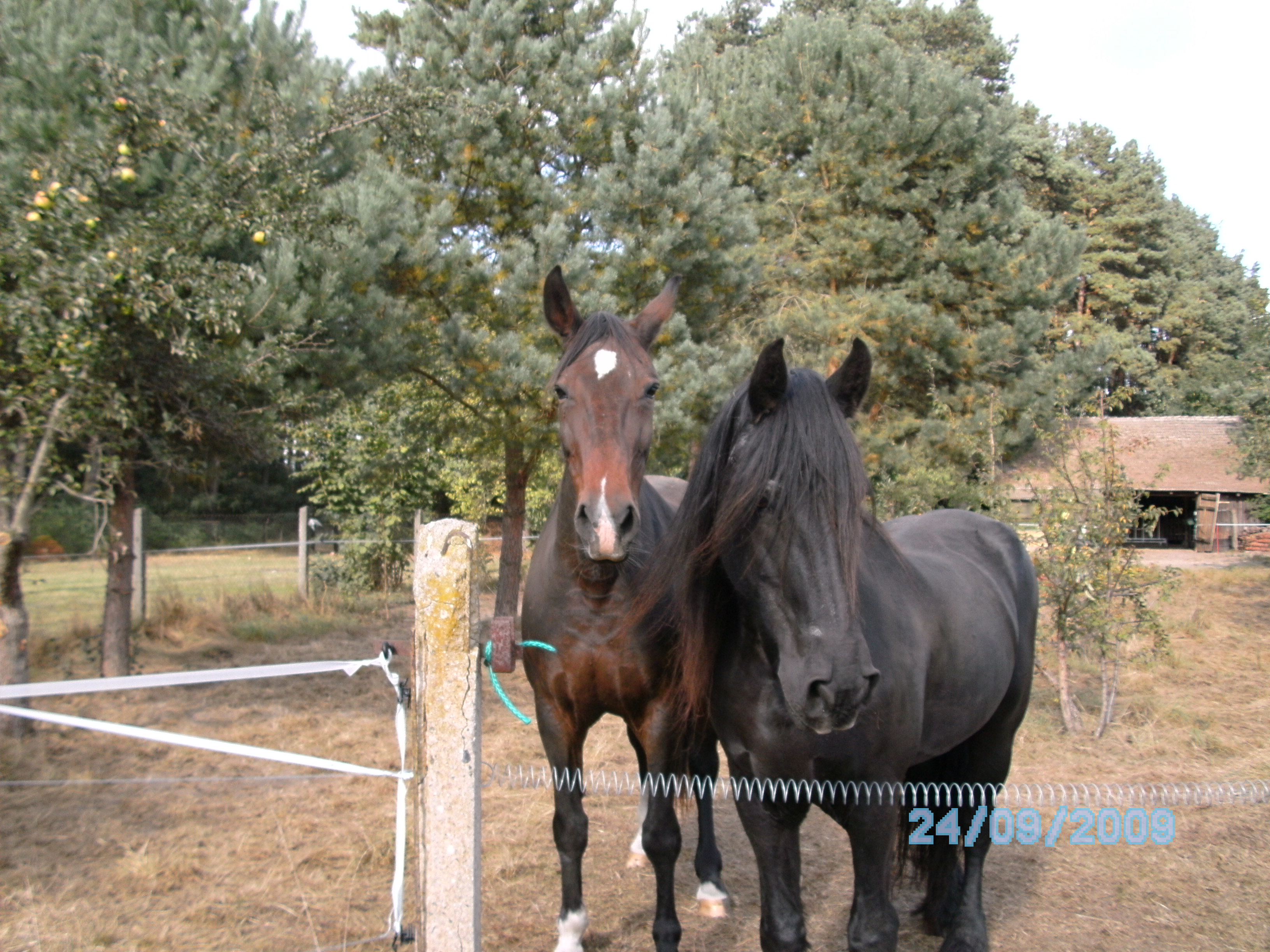 Reiterhof Spreeidyll Pferd & Hund , Tierparadies Kummersdorf