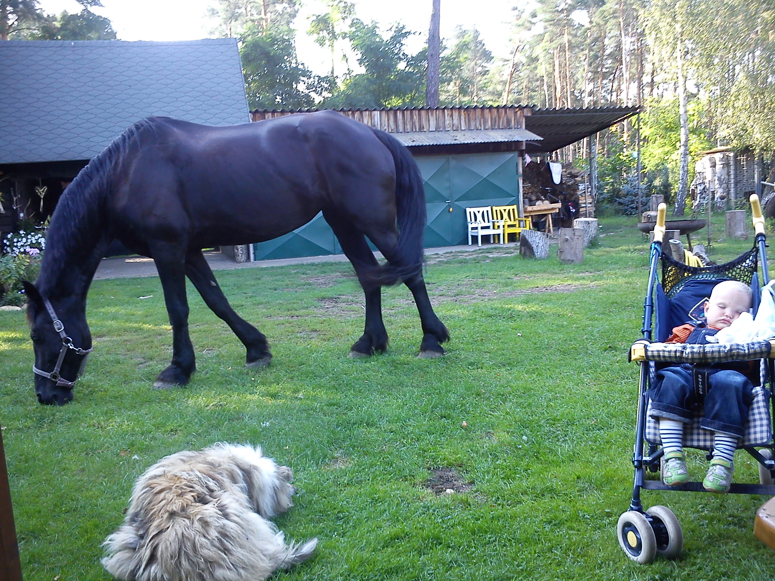 Spreeidyll Pferd & Hund , Tierparadies Kummersdorf , 2011