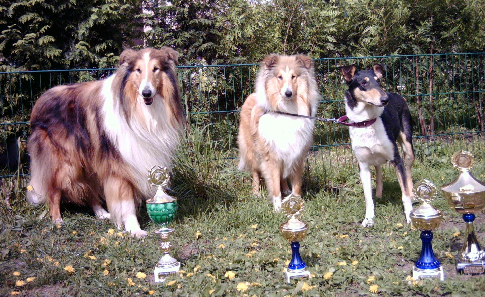 Collie Hallenausstellung , CACIB