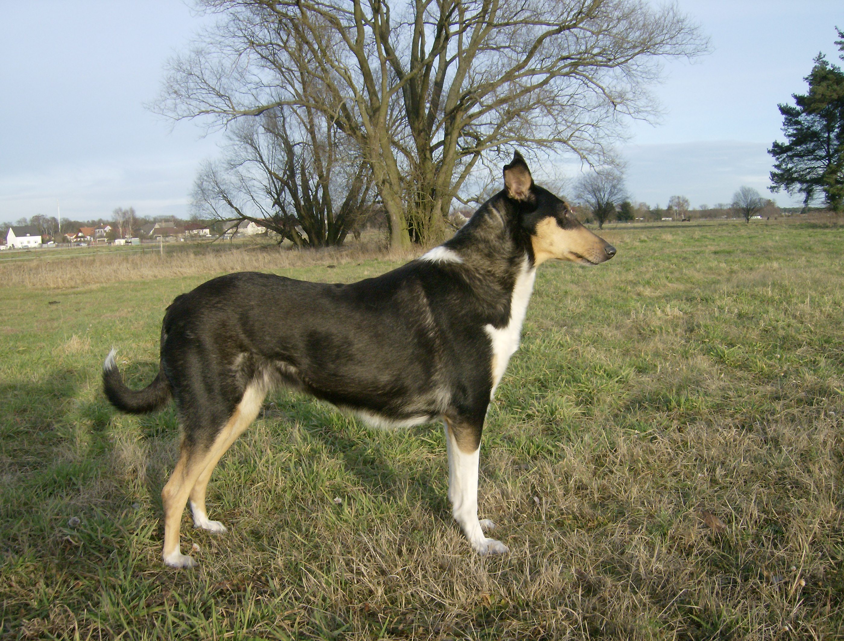 Savannah van shakas Royal Kraal , Kurzhaarcollie