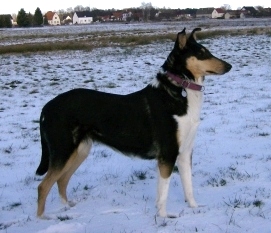 Collie Kurzhaar , Savannah i.Schnee Jan.07 08