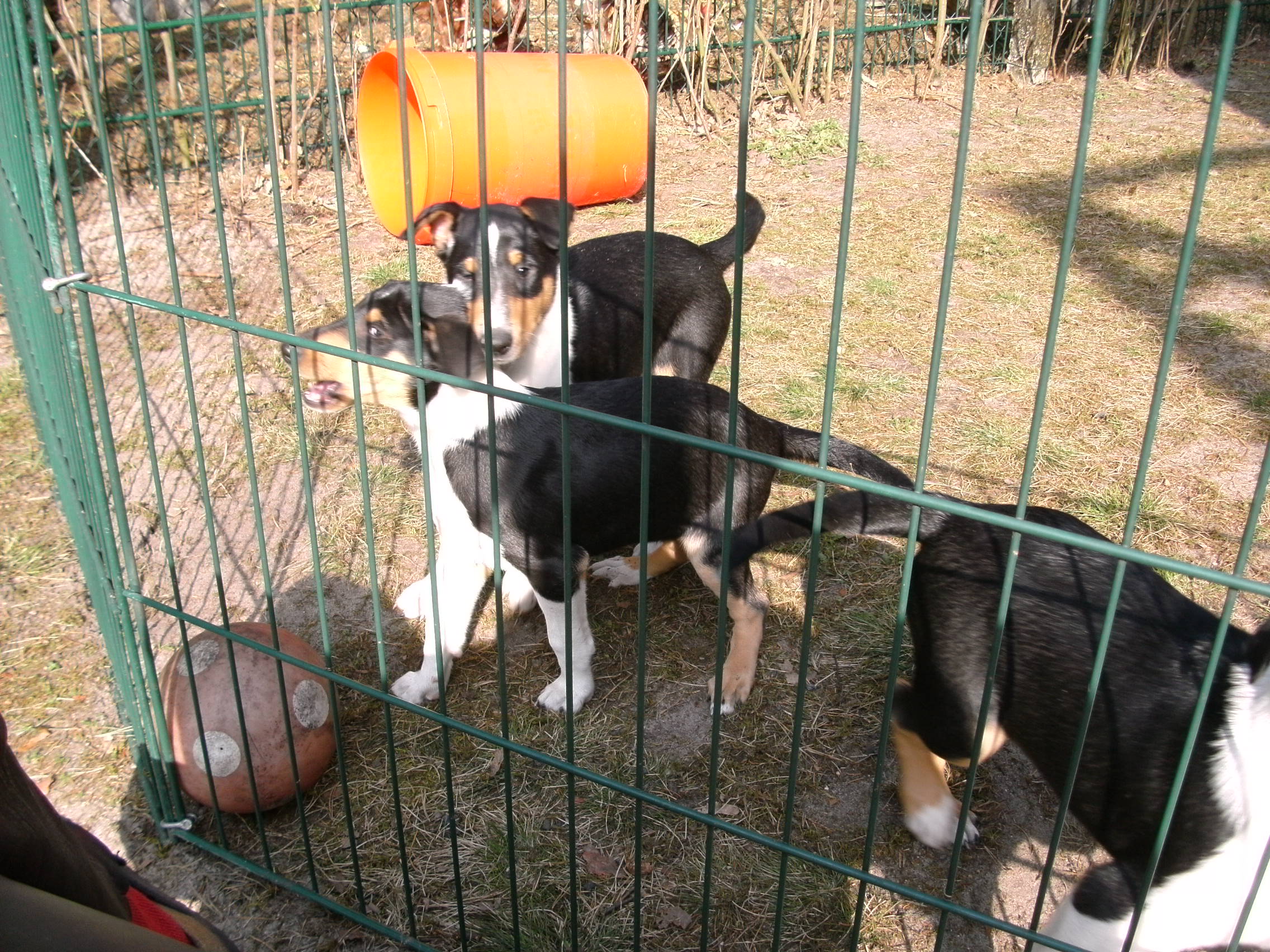Kurzhaarcolliewelpen vom Spreeidyll