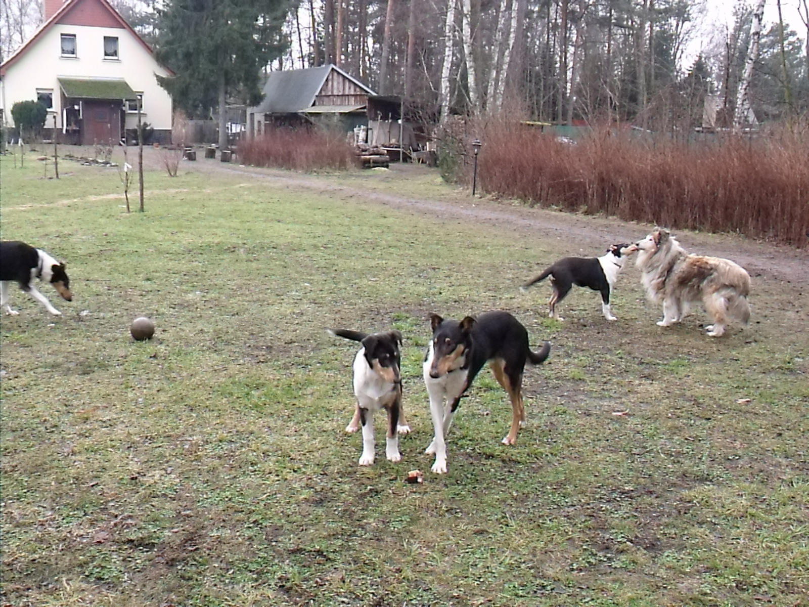 Hundepension, Freizeitreiten fr Erwachsene