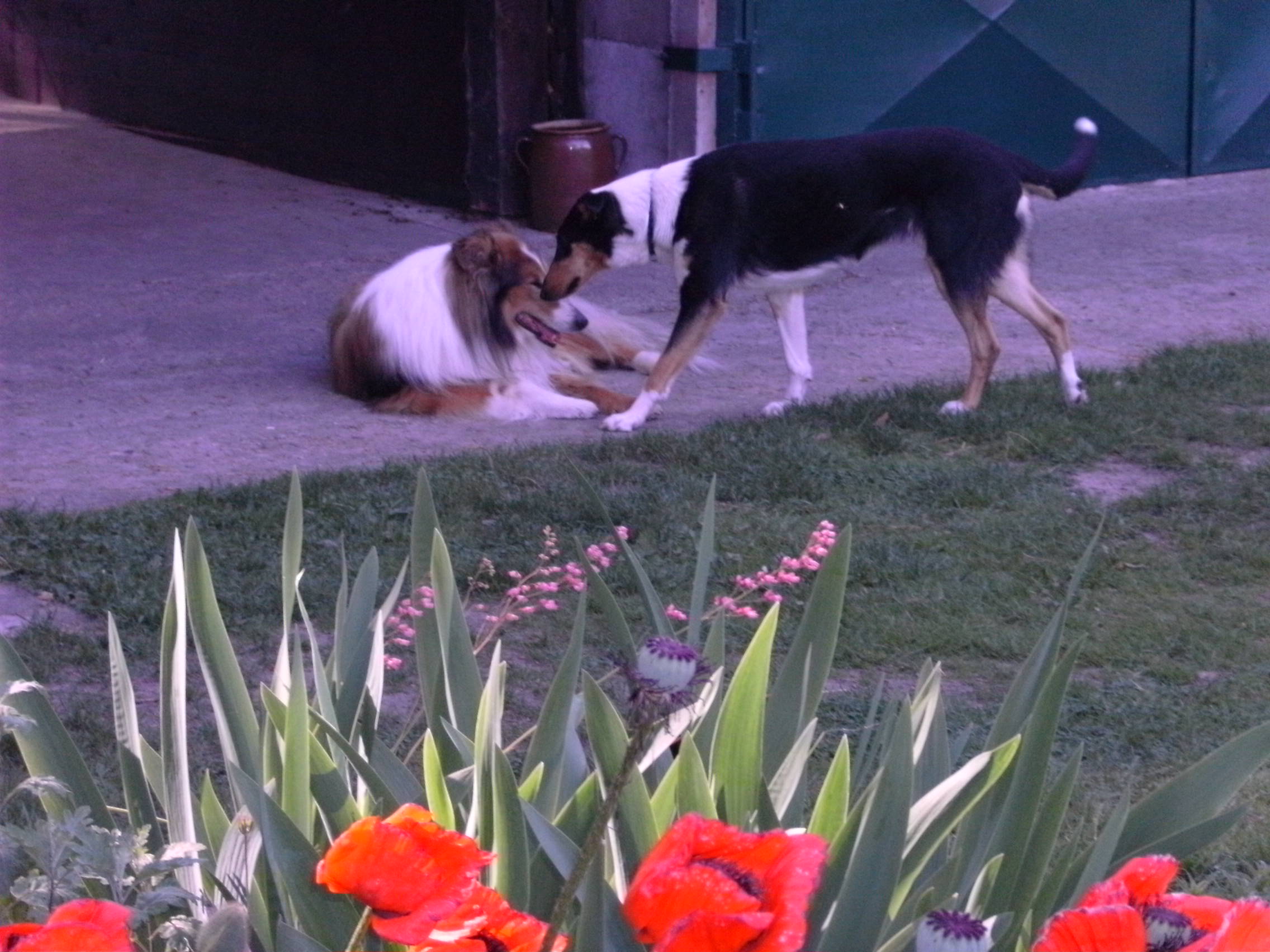 Collie Langhaar und Collie Kurzhaar, Hundebetreuung