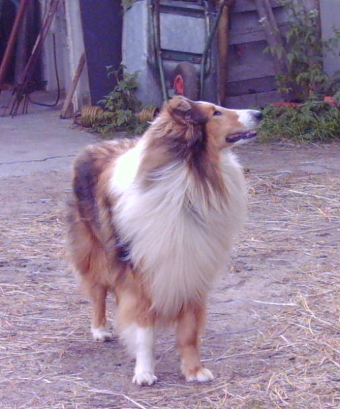 Colliezwinger vom Spreeidyll