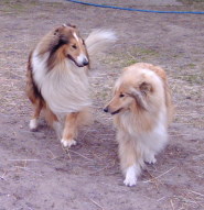 Colliezucht vom Spreeidyll