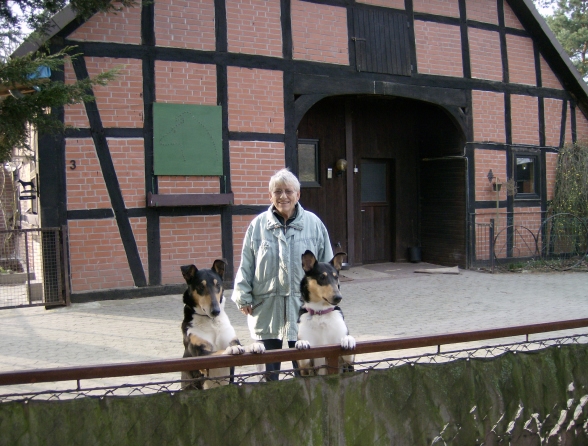 Kurzhaarcolliewelpen, Welpen , tricolour Verpaarung