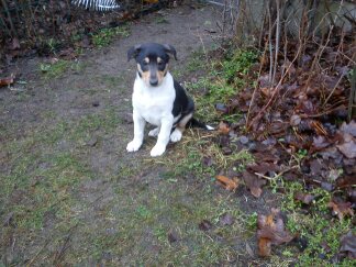 M-Wurf vom Spreeidyll Welpe  Kurzhaarcollie