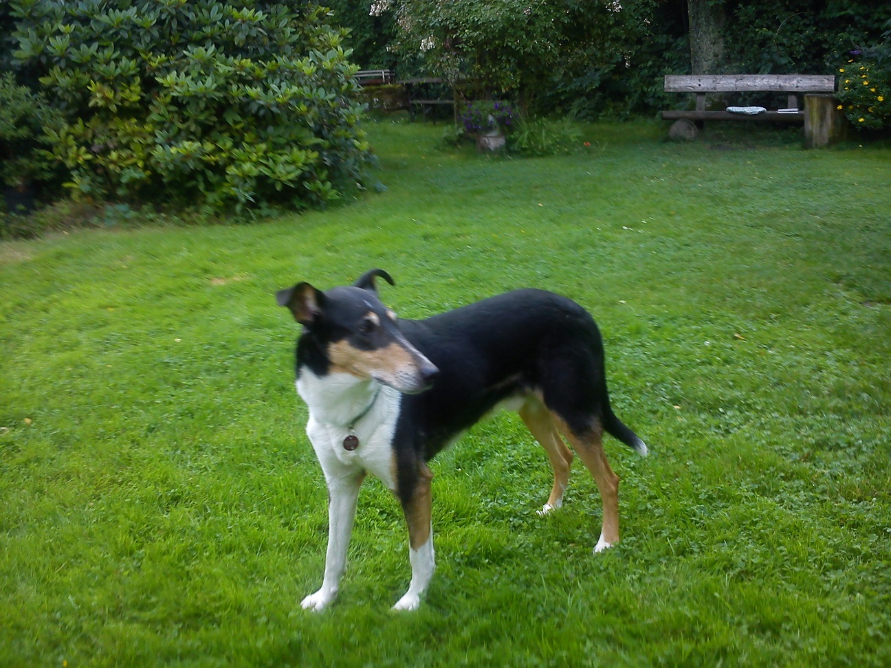 Kurzhaarcollie Deckrde tricolour  , Ares Bohemia Elenor