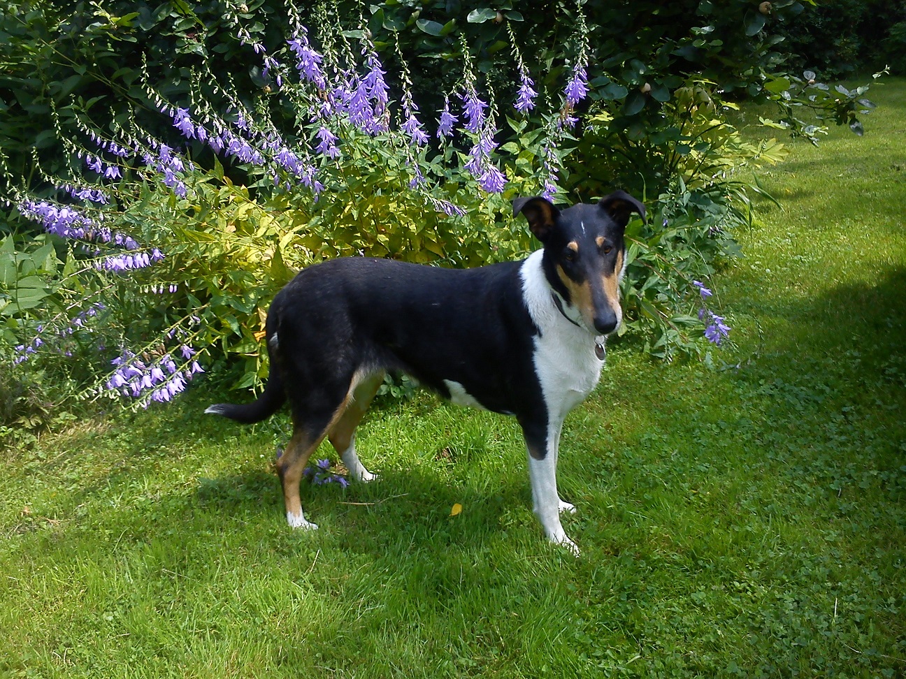 Kurzhaarcolliehndin vom Sreeidyll  ,  Collie Kurzhaar 