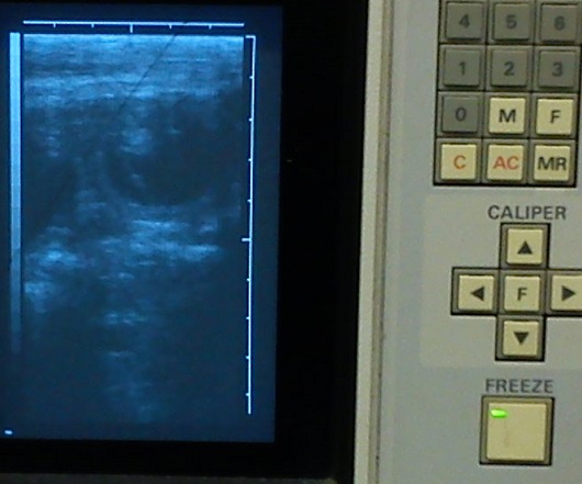 Happy Ultraschall 28 T. , Kurzhaarcolliehndin