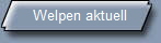 Welpen aktuell