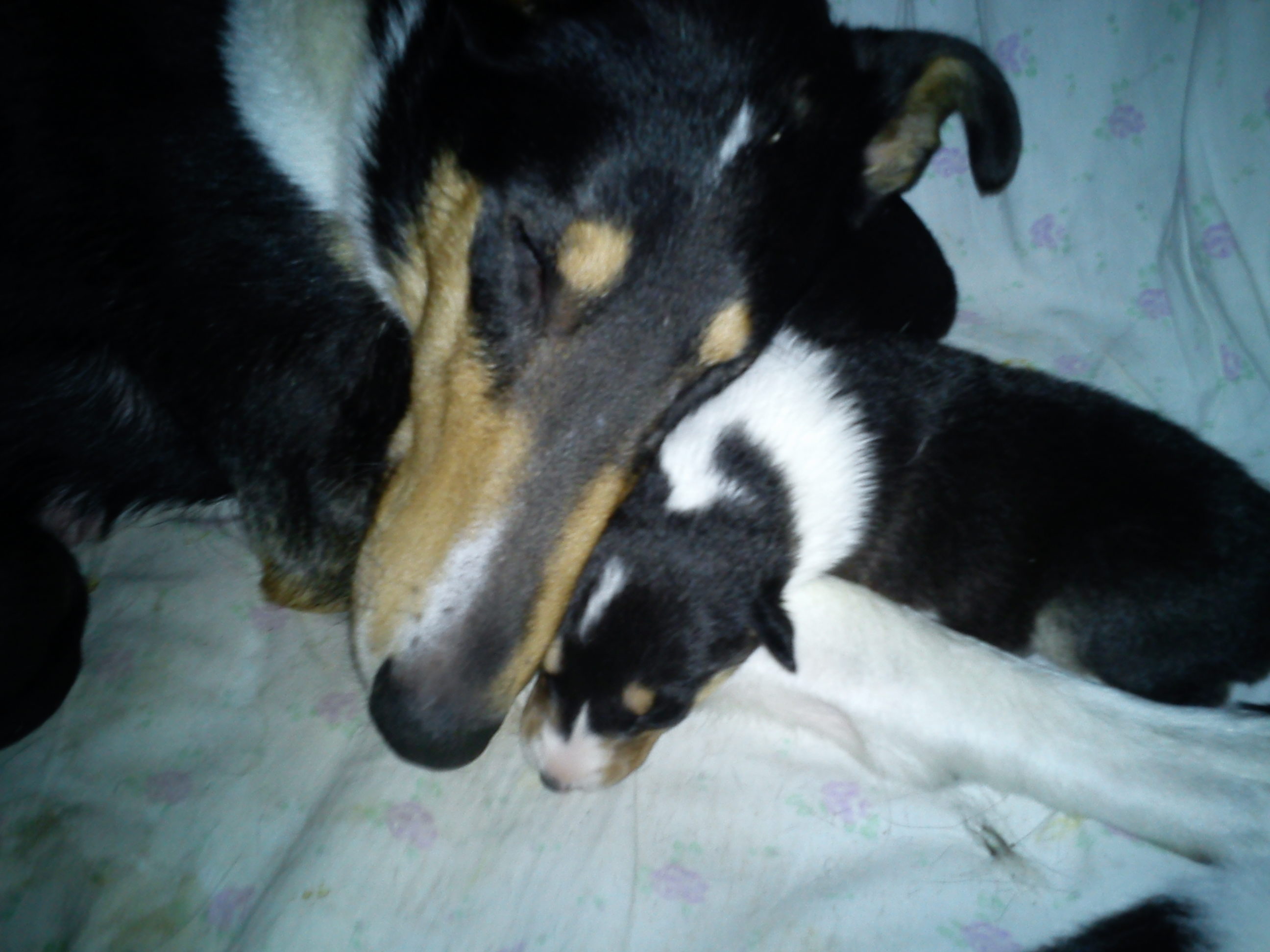 Collie Kurzhaar