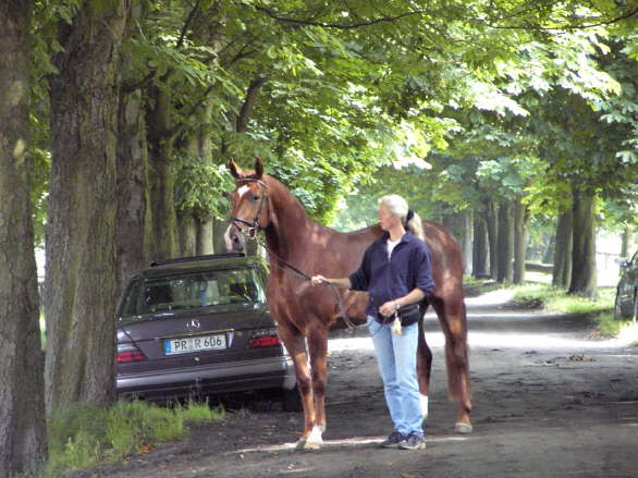 Nachzucht , Umgang mit dem Pferd